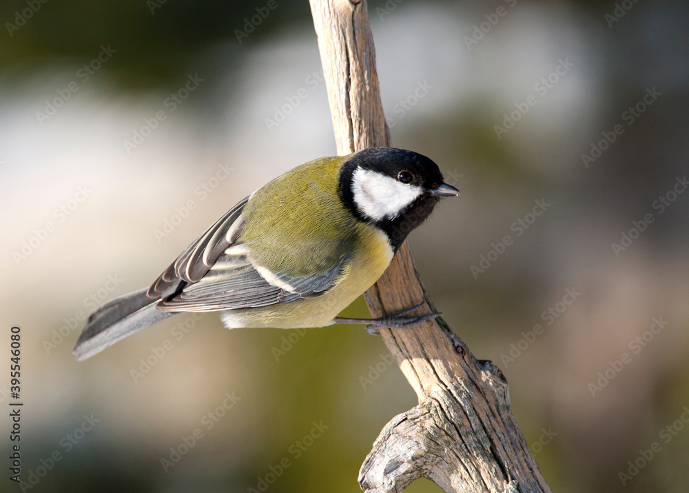 Fototapeta premium Koolmees, Great Tit, Parus major