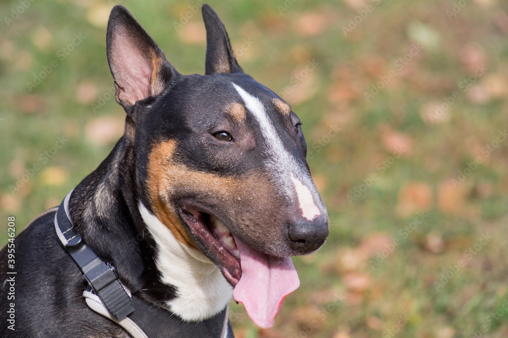 Portrait of cute miniature bull terrier in the autumn park. Two years old. Pet animals.