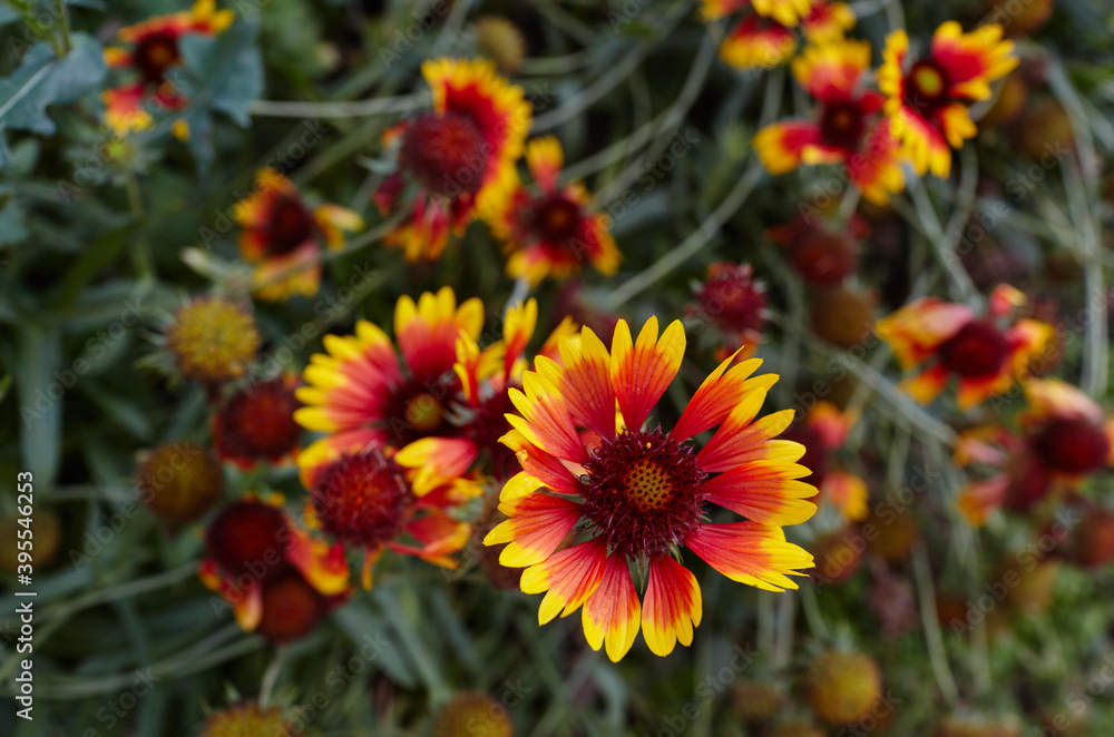 A wonderful bright red Gaillardia flower or blanketflower (Gaillardia aristata or pulchella) with yellow details on the petals. Selective focus, blurred background A wonderful bright red Gaillardia flower or blanketflower (Gaillardia aristata or pulchella) with yellow details on the petals. Selective focus, blurred background