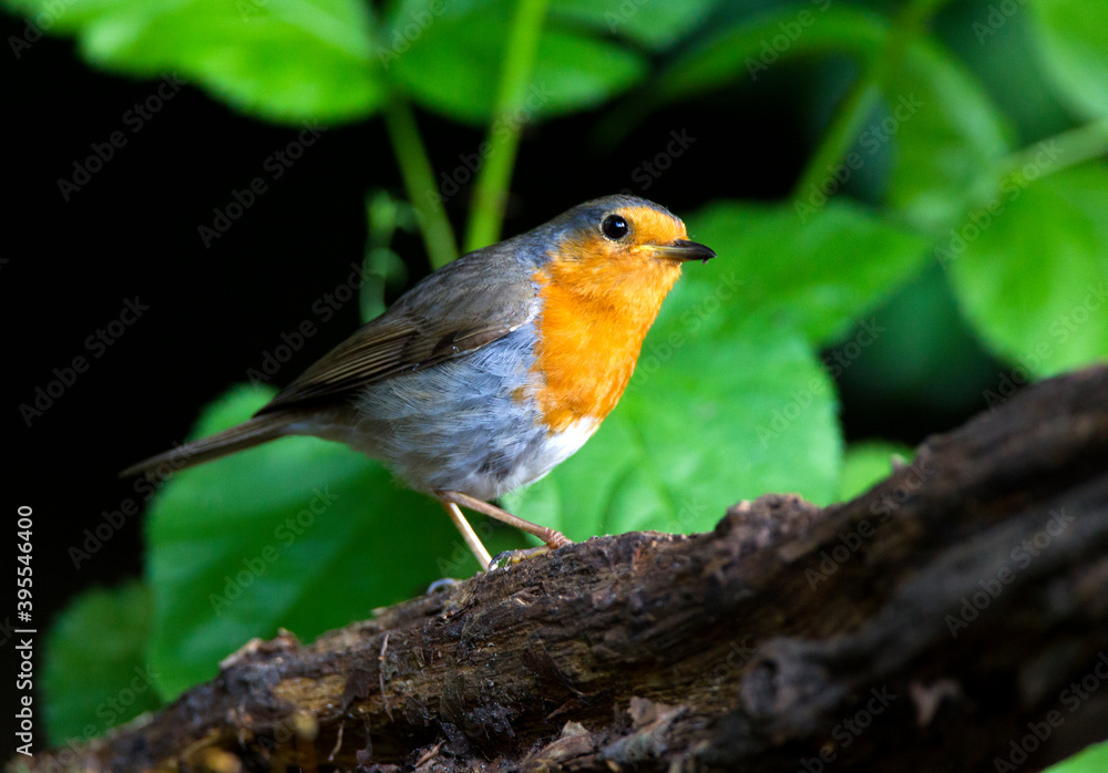 Roodborst, European Robin, Erithacus rubecula