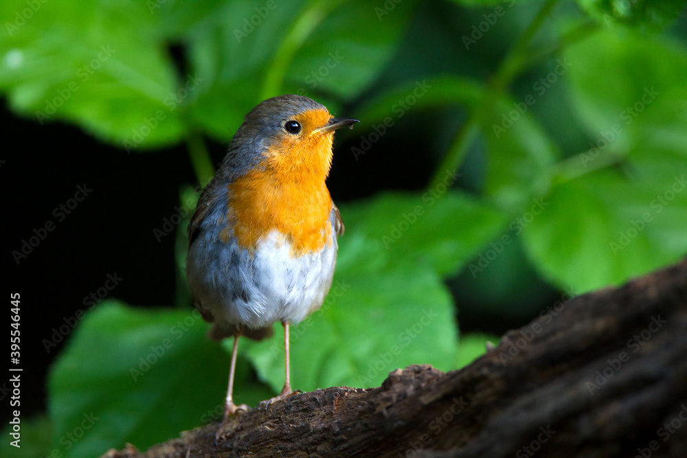 Roodborst, European Robin, Erithacus rubecula Roodborst, European Robin, Erithacus rubecula