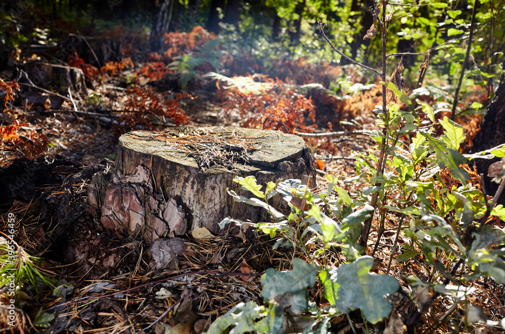 Fototapeta premium Tree stump in a bright forest. Tree stump after deforestation