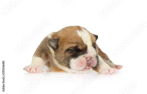 Funny newborn English bulldog puppy over white