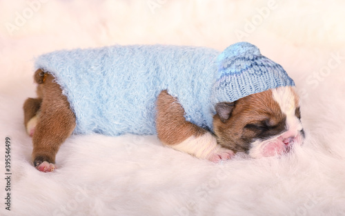Cute newborn English bulldog puppy sleeping on a fur carpet © Alexey Kuznetsov