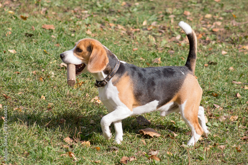 Cute english beagle is walking with stick in his teeth in the autumn park. Pet animals.
