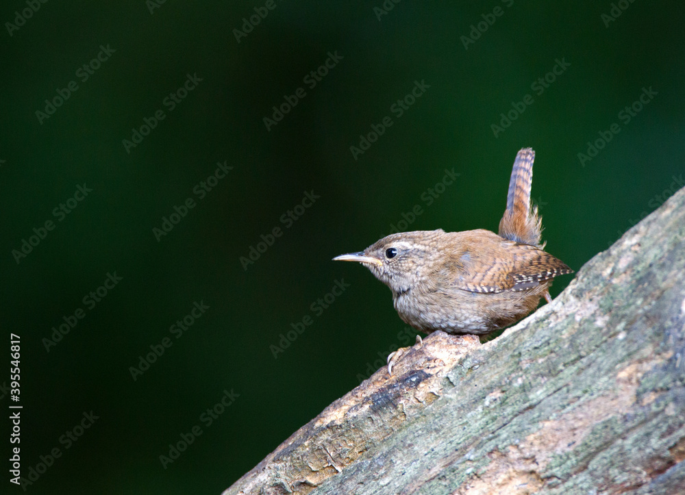 Fototapeta premium Winterkoning, Winter Wren; Troglodytes troglodytes