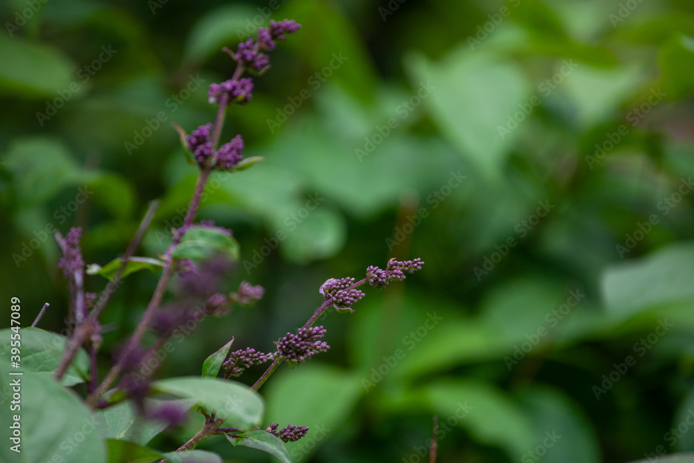 Callicarpa is a genus of shrubs and small trees in the family Lamiaceae. Callicarpa is a genus of shrubs and small trees in the family Lamiaceae.