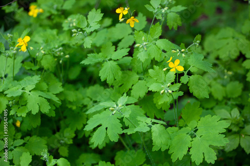 Chelidonium majus, commonly known as greater celandine, is a perennial herbaceous plant in the poppy family. It is one of two species in the genus Chelidonium. 