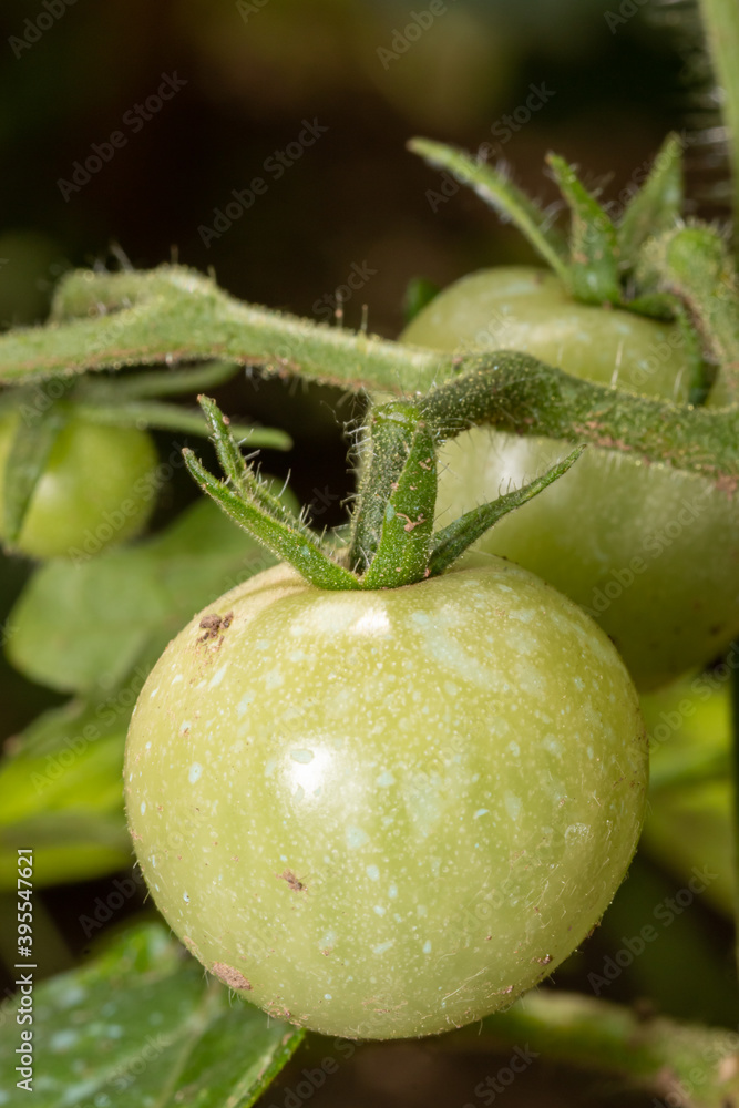 Bunch of big green tomatoes on a tree, growing selected tomato in a greenhouse in Bulgaria. Bunch of big green tomatoes on a tree, growing selected tomato in a greenhouse in Bulgaria.
