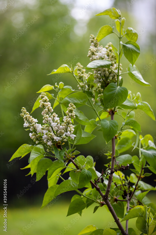 Poster Syringa reticulata, the Japanese tree lilac – Wall Art | UkPosters