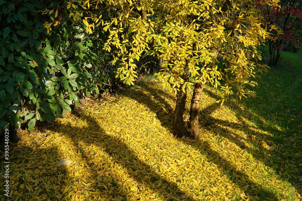 Naklejka premium Pomegranate tree view in autumn. Sapanca, Sakarya, Turkey.