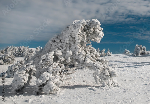 Wallpaper Mural Pine tree in the snow. Torontodigital.ca