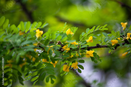 Caragana arborescens, the Siberian peashrub, Siberian pea-tree, or caragana. It was taken to the United States by Eurasian immigrants, who used it as a food source while travelling west. photo