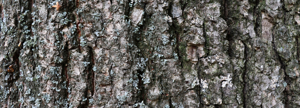 Fototapeta premium Natural bark texture for banner concept