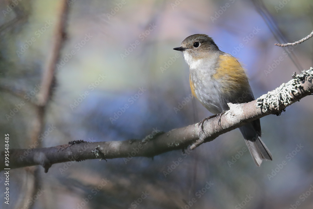 Red-flanked Bluetail
Red-flanked Bluetail