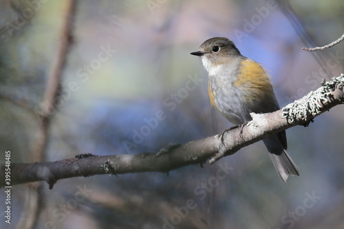  Red-flanked Bluetail