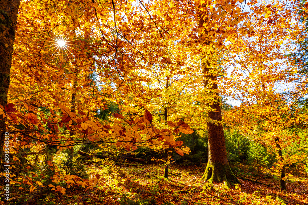 Obraz premium sonnenstrahlen im wald