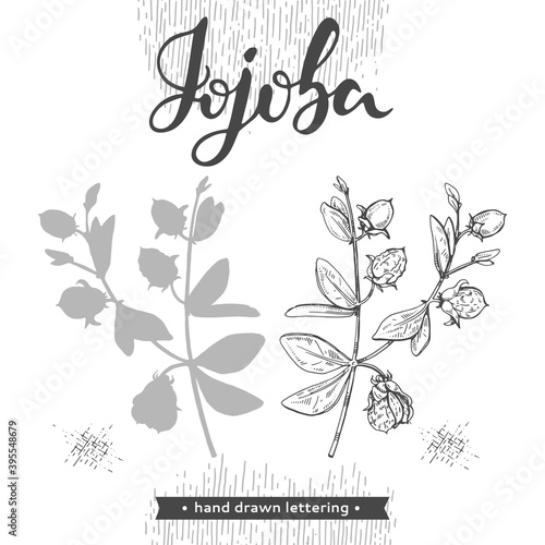 Jojoba branches with fruits and flowers, leaves. Fruit jojoba in a peel and without  and lettering Jojoba . Detailed hand-drawn sketches, vector botanical illustration.