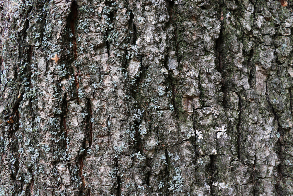 Fototapeta premium Abstract old bard texture background