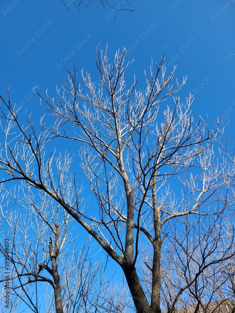 Obraz premium tree