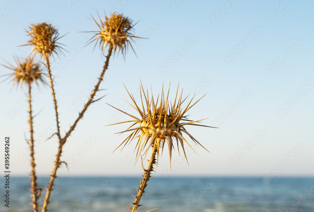 A closeup of dry thistles in Ayia Napa coast in Cyprus, wild artichoke, blue sky and sea blurred background