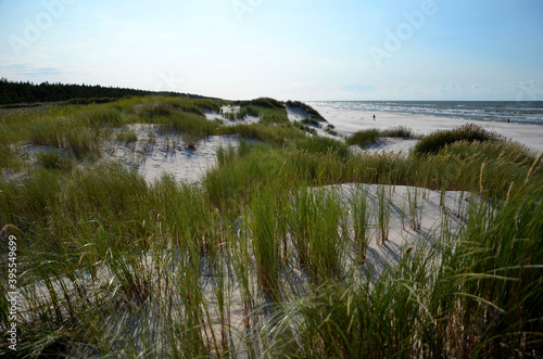 Wydmy nadmorskie latem. Coastal dunes in the summer  Baltic Sea . 