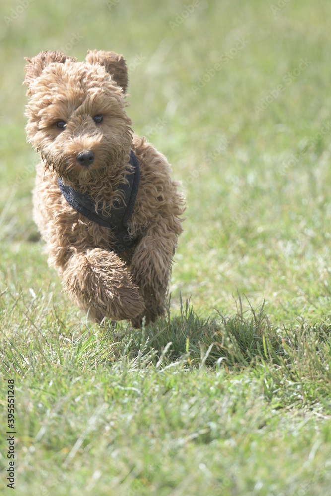 Fototapeta premium Red cockapoo puppy playing in grass