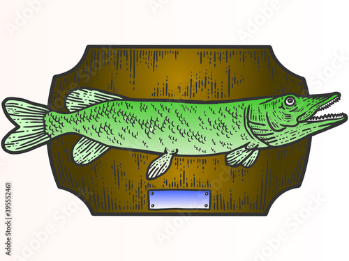 Fishing trophy stuffed fish, northern pike. Apparel print design. Scratch board imitation. Color hand drawn image.