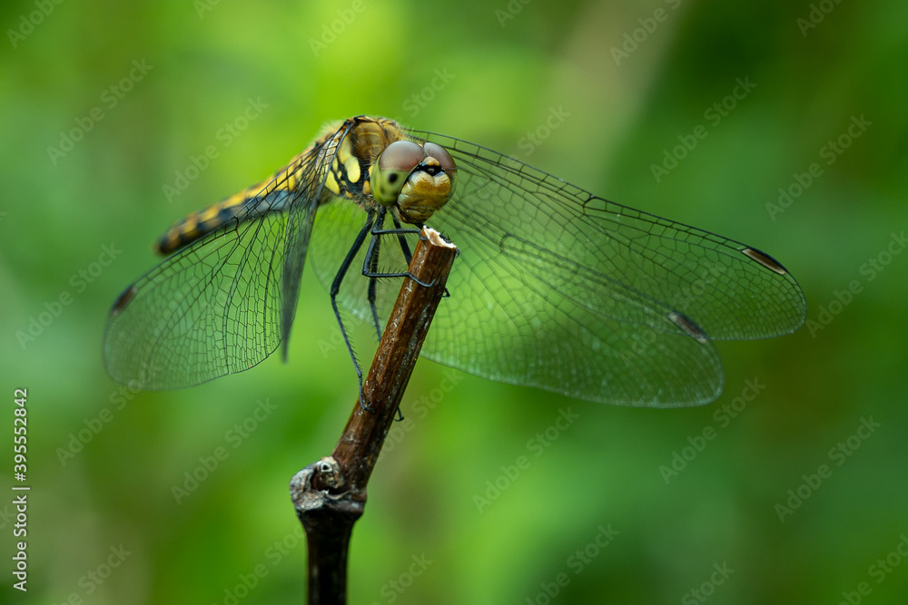 dragonfly on a branch dragonfly on a branch