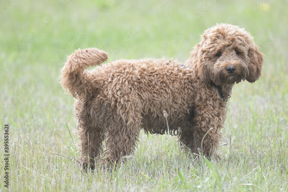 Red cockapoo puppy playing in grass