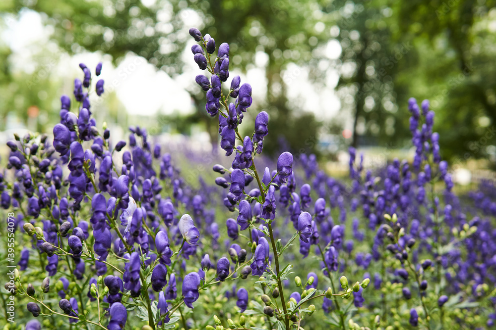 Obraz premium blue aconite inflorescences on blurred park background