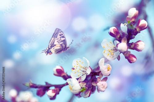 cherry tree flowers, butterfly flies on a flower, blue tint background