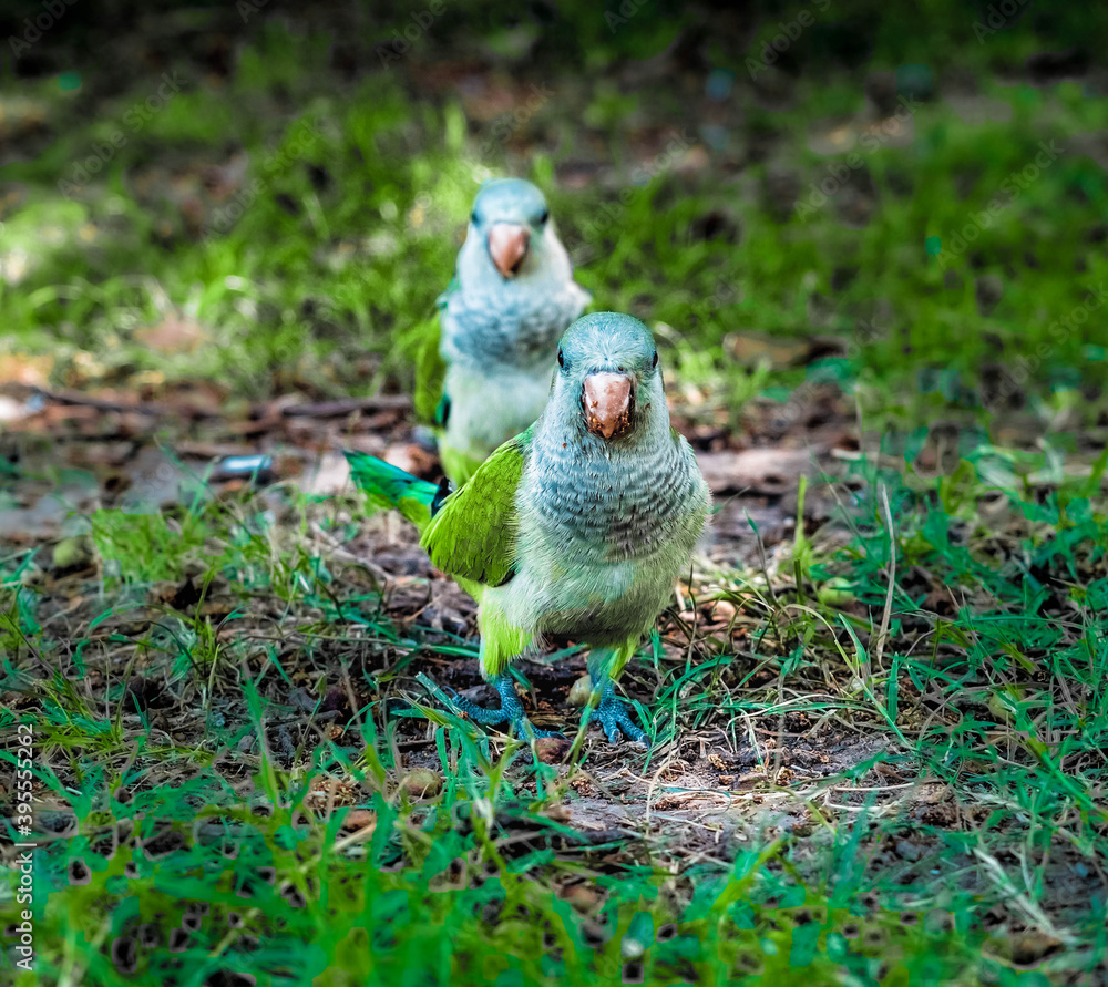Obraz premium white dove on the grass