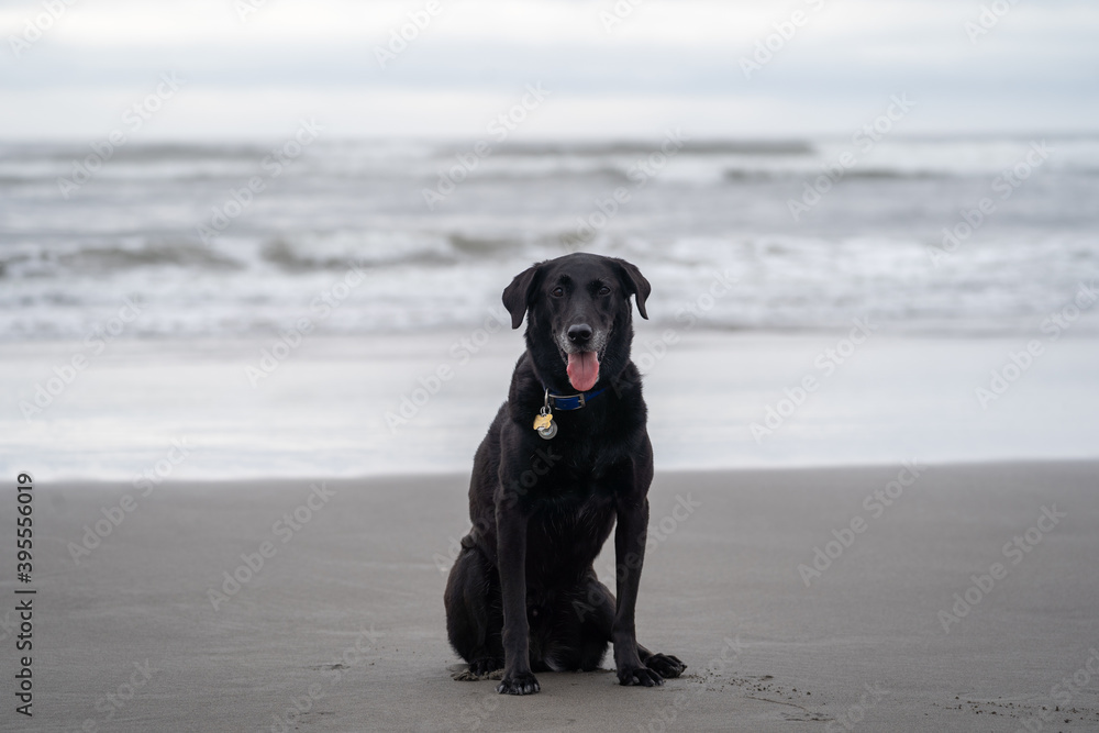 Black Labrador Retriever dog poses and sits on the beach next to the Pacific Ocean