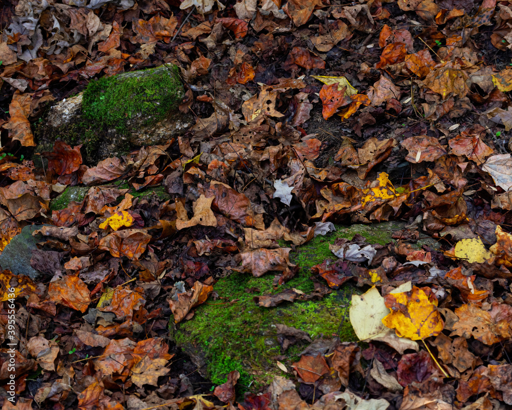 Wet Autumn Fallen Leaves