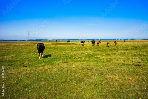 Bunte Kühe auf der Weide