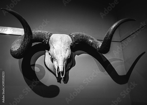 3d rendered illustration of a skull