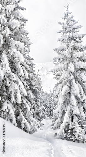 Winter landscape of mountains with path in of spruce tree forest in snow during snowfall. Carpathian mountains