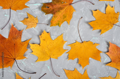 Yellow-golden larch leaves on a gray cement wall with green veins  autumn background