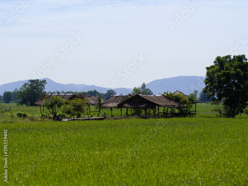 A small hut in the middle of rice feild for farmer to rest during thier break