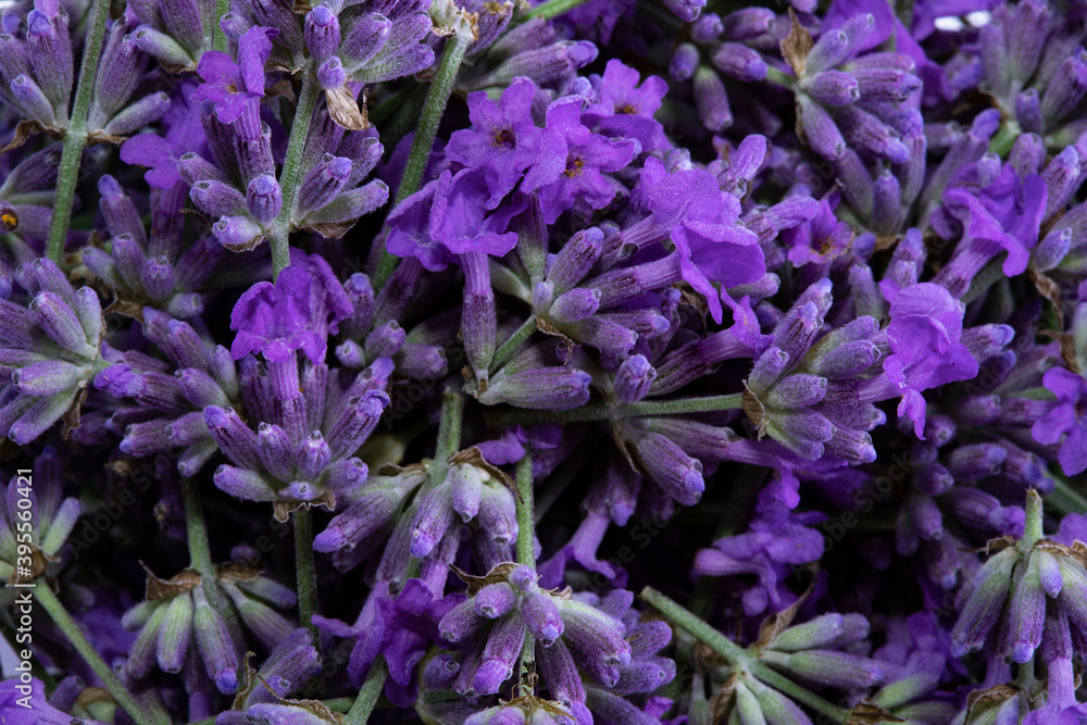 Lavender flowers close up. Lavender Lavender flowers close up. Lavender