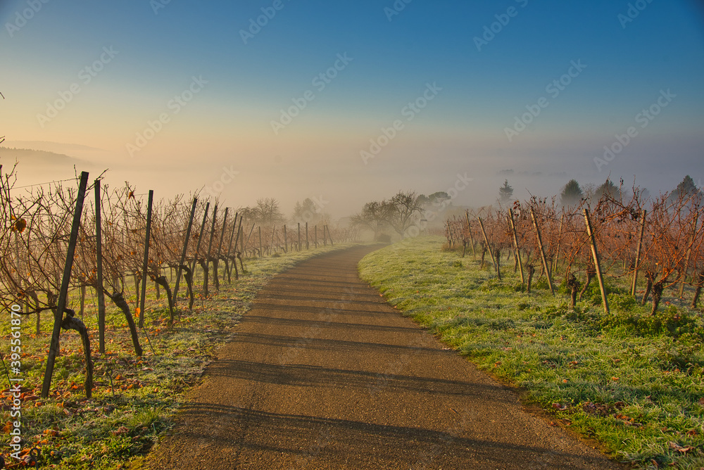 Obraz premium Herbstnebel in den Weinbergen der Ortenau