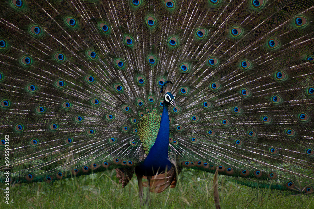 Obraz premium peacock with feathers out