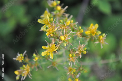 Yellow flowering plant Hypericum perforatum (perforate St John's-wort, common Saint John's wort, St John's wort).