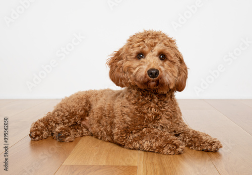 Cavapoo dog lying on a wooden floor a with white background. photo