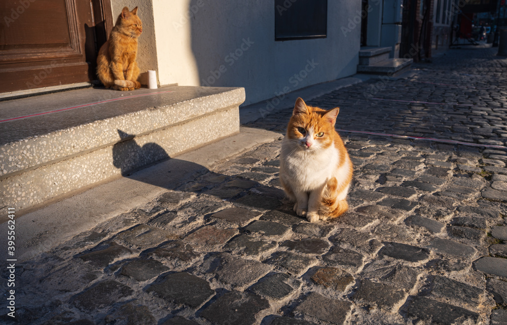 Curious cat on the street