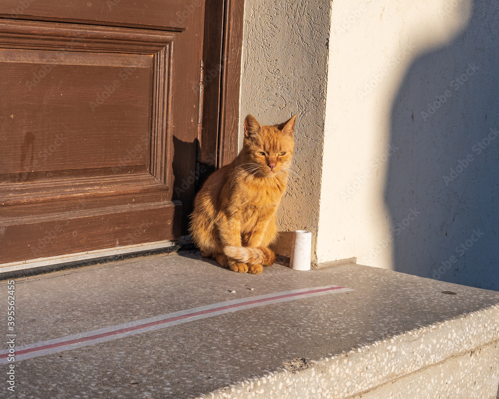 Orange cat sunbathing in front of door
