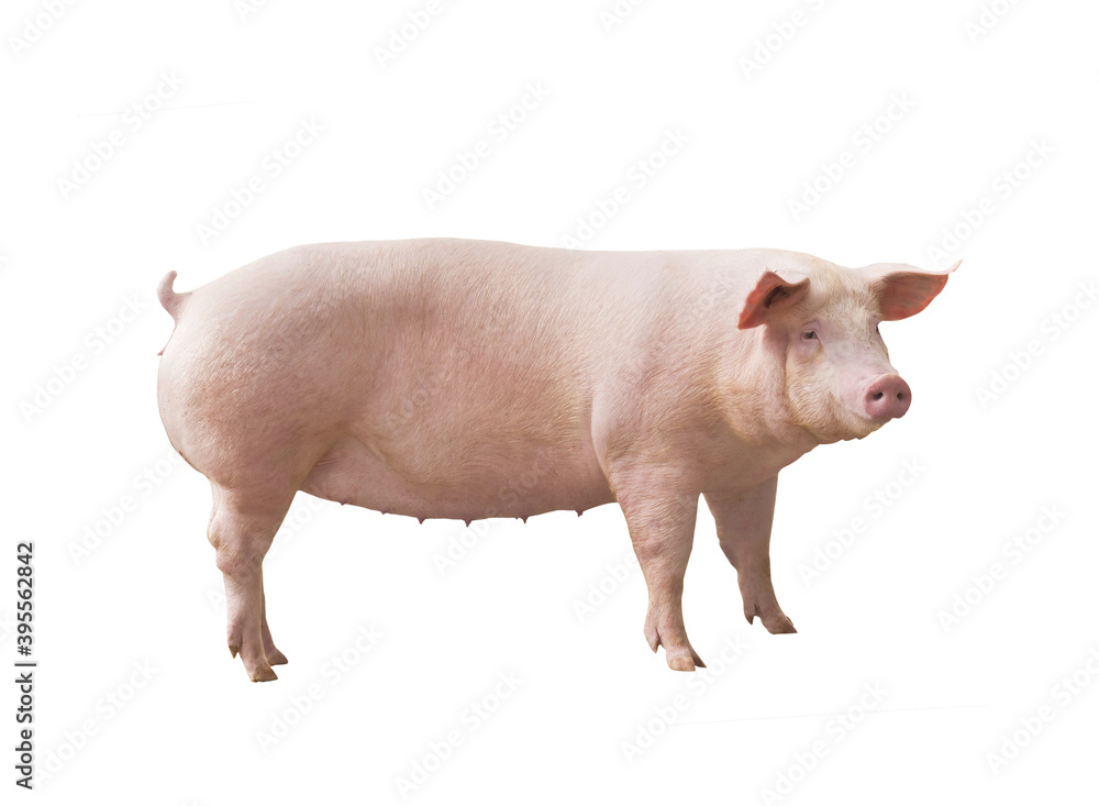 Porco matriz de porco agronegócio Porco matriz de porco agronegócio