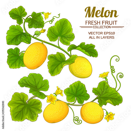 melon vector set