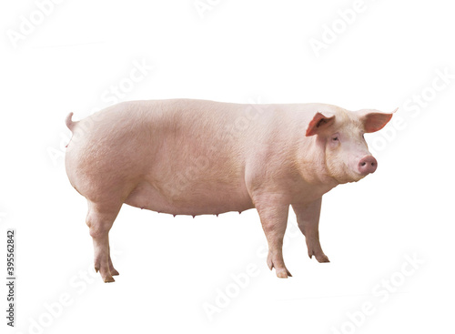Porco matriz de porco agronegócio photo